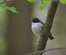 European Pied Flycatcher