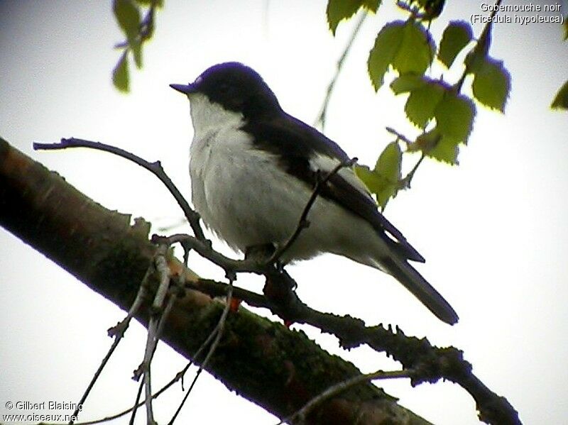 European Pied Flycatcher