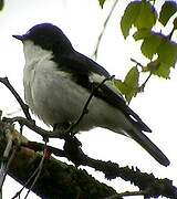 European Pied Flycatcher