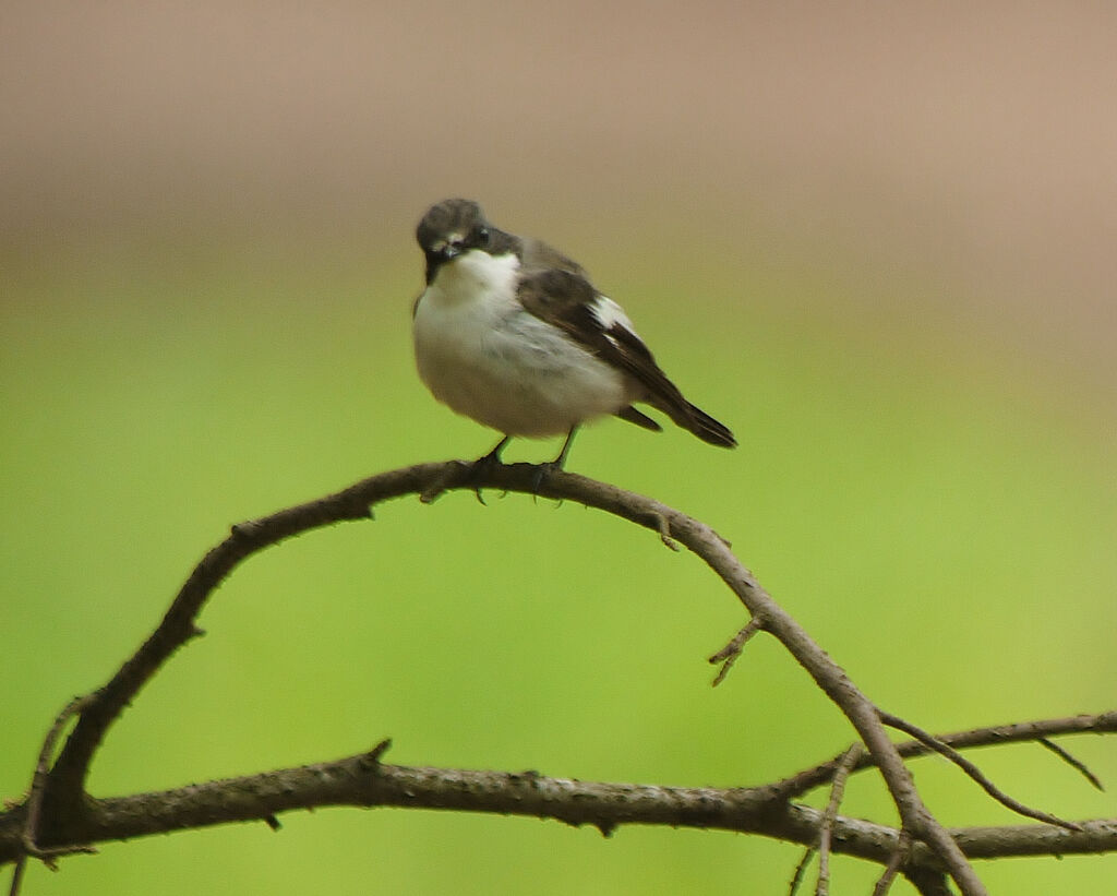 European Pied Flycatcher male adult breeding