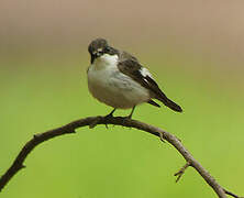 European Pied Flycatcher