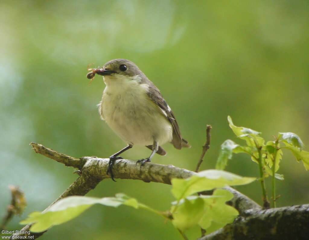 European Pied Flycatcher female adult, feeding habits