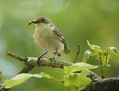 Gobemouche noir