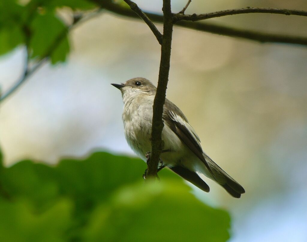 European Pied Flycatcher male adult breeding, identification