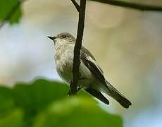 European Pied Flycatcher