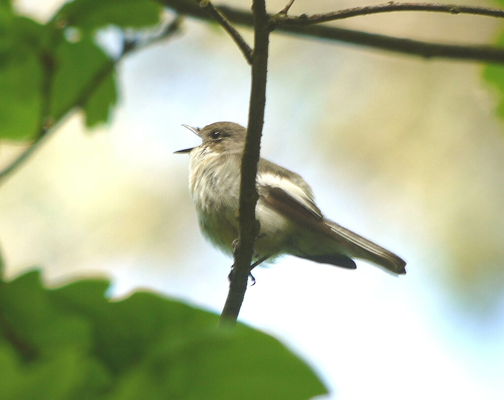 European Pied Flycatcher male adult breeding, identification