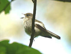 European Pied Flycatcher