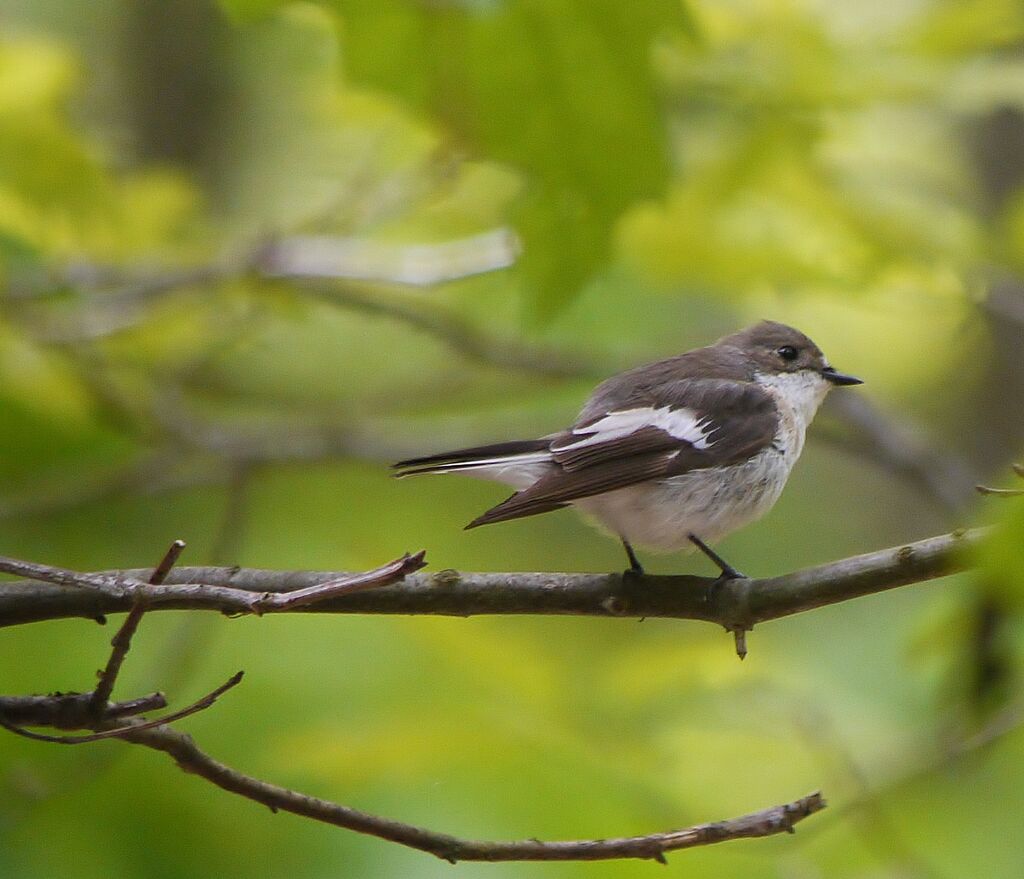 European Pied Flycatcher male adult breeding, identification