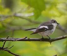 European Pied Flycatcher