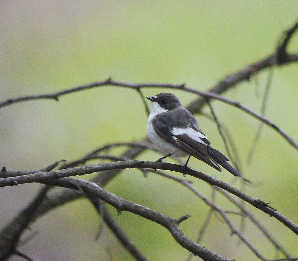 European Pied Flycatcher male adult breeding, identification