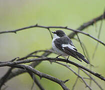 European Pied Flycatcher