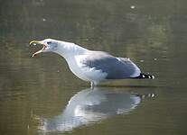 Goéland argenté