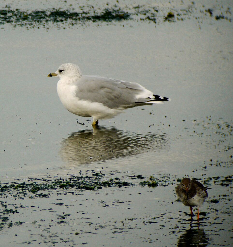 Mew Gull, identification