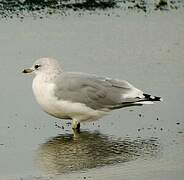 Mew Gull