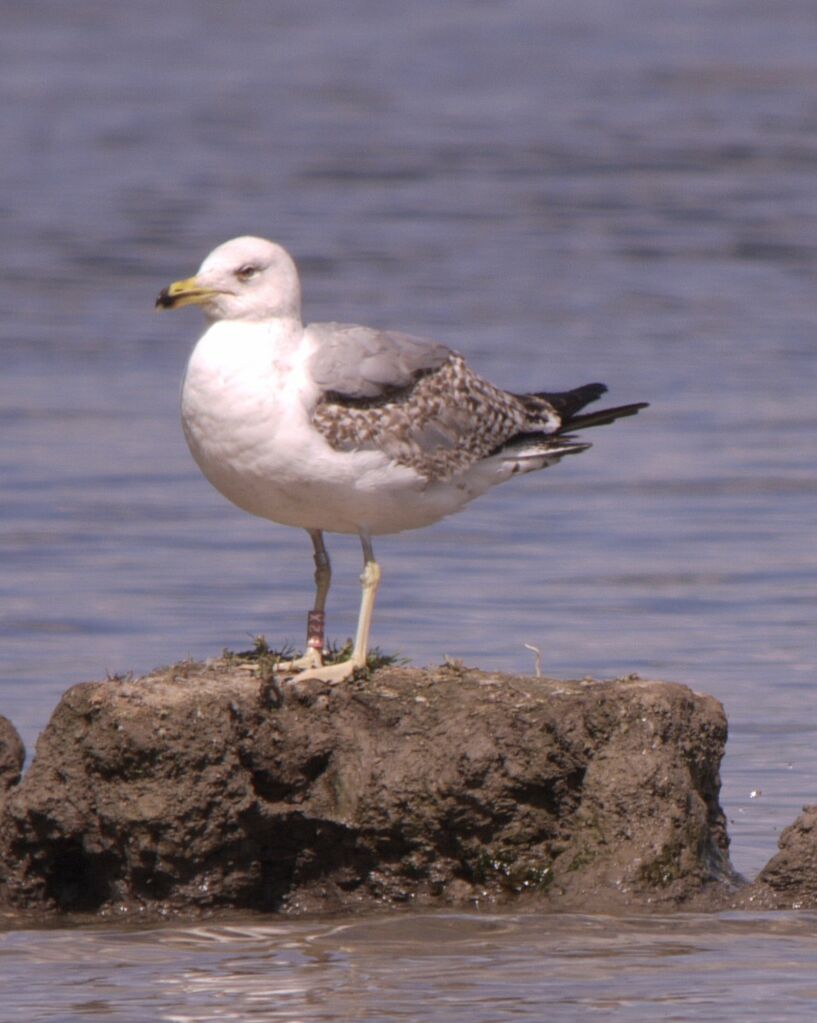 Yellow-legged GullThird  year, identification