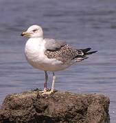 Yellow-legged Gull