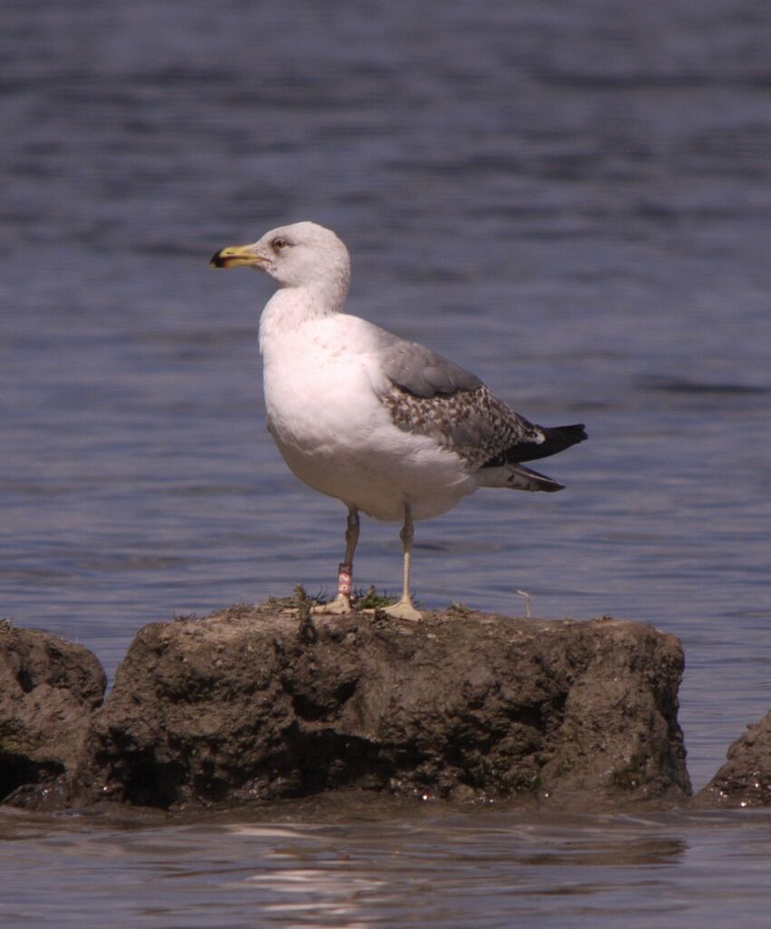 Yellow-legged GullThird  year, identification