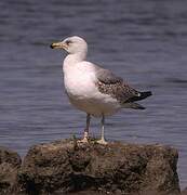 Yellow-legged Gull