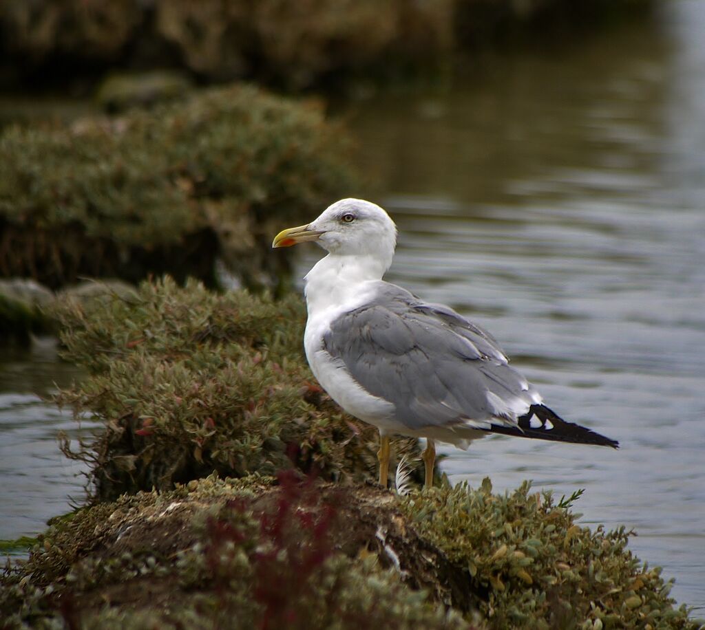 Yellow-legged Gulladult, identification