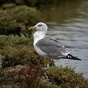 Yellow-legged Gull