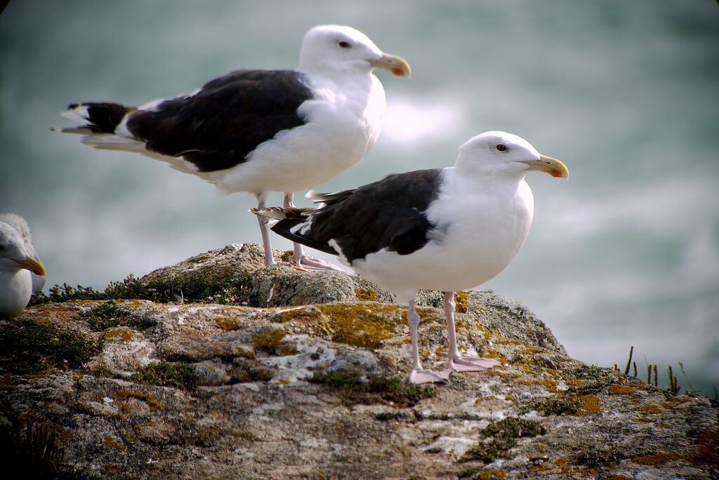 Great Black-backed Gulladult