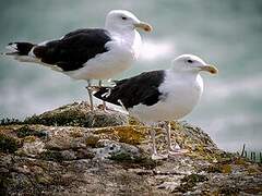 Great Black-backed Gull