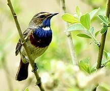 Bluethroat (cyanecula)