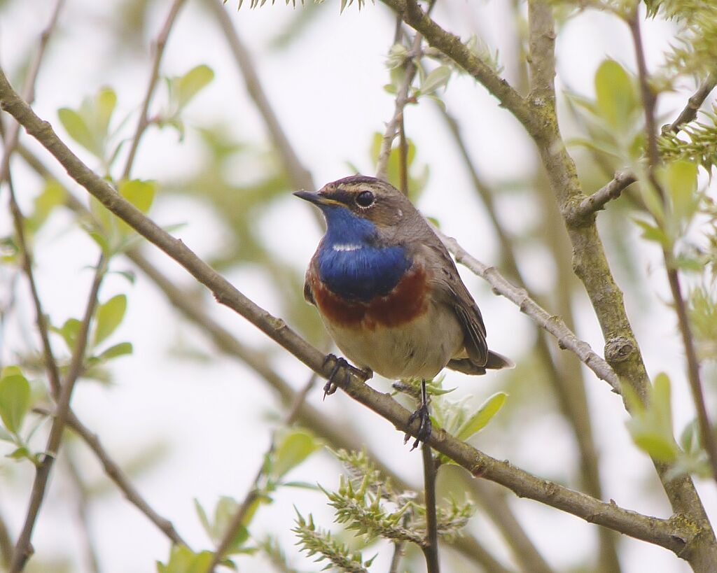 Bluethroat (cyanecula) male adult breeding, identification