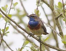 Bluethroat (cyanecula)