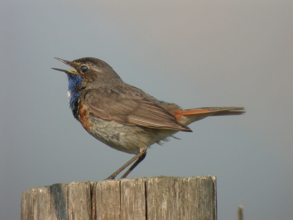 Bluethroat (cyanecula)