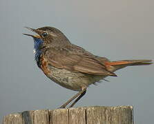 Bluethroat (cyanecula)