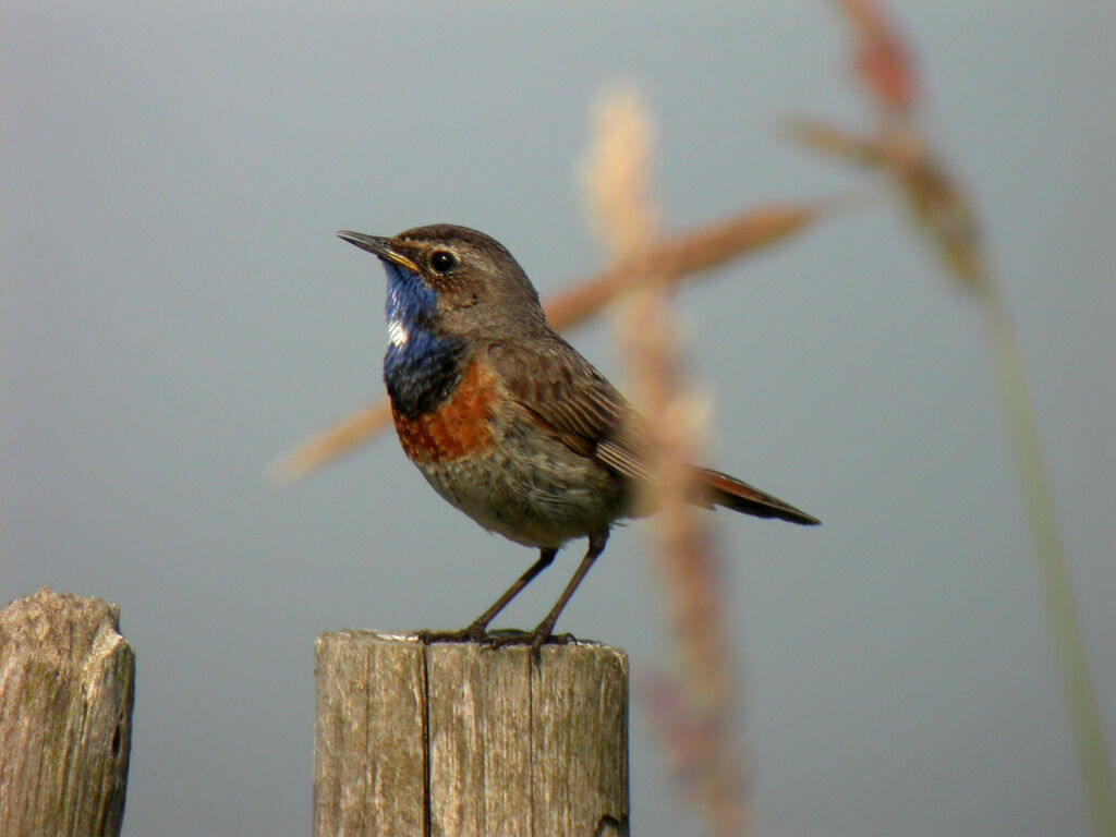 Bluethroat (cyanecula)