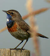 Bluethroat (cyanecula)