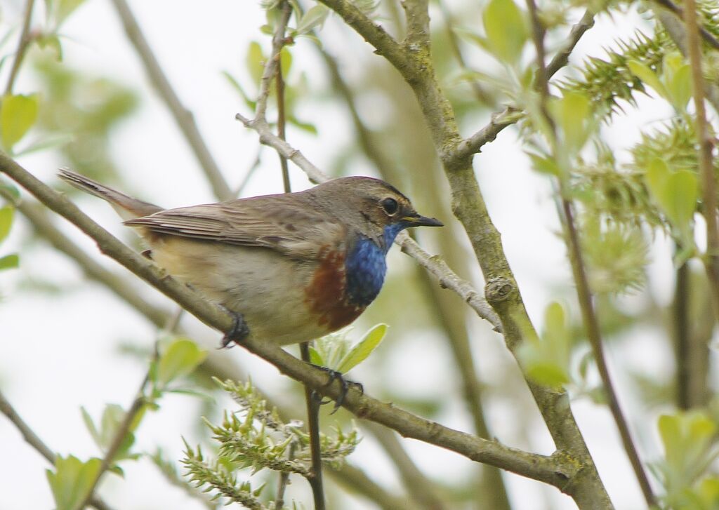 Bluethroat (cyanecula) male adult breeding, identification