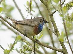 Bluethroat (cyanecula)