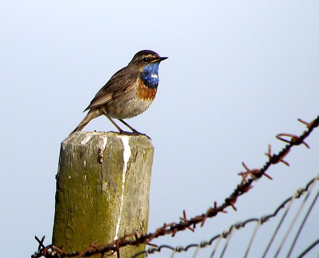 Bluethroat (cyanecula) male adult breeding