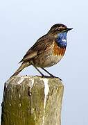 Bluethroat (cyanecula)