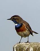 Bluethroat (cyanecula)