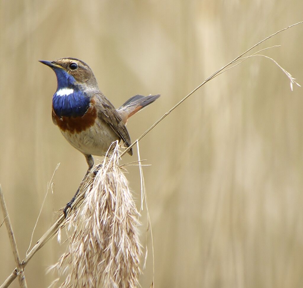 Bluethroat (cyanecula) male, identification