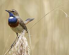 Bluethroat (cyanecula)