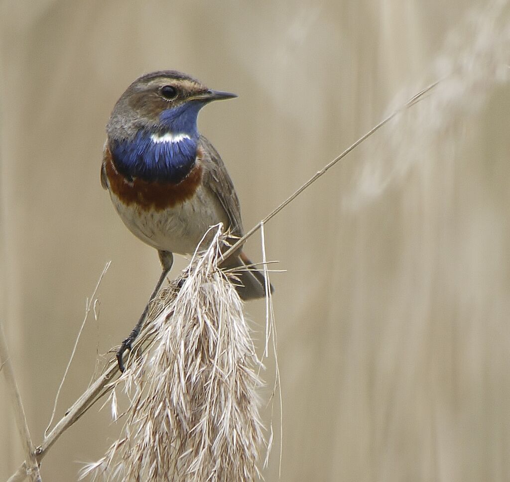 Bluethroat (cyanecula) male, identification