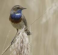 Bluethroat (cyanecula)