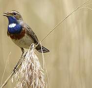 Bluethroat (cyanecula)