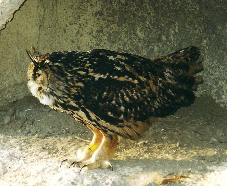 Eurasian Eagle-Owl