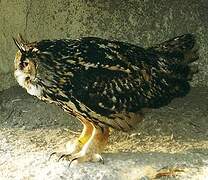 Eurasian Eagle-Owl