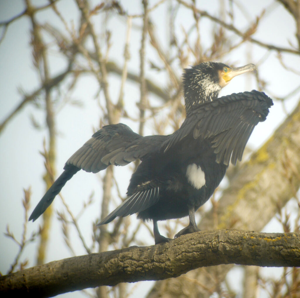 Great Cormorant, identification