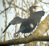 Great Cormorant