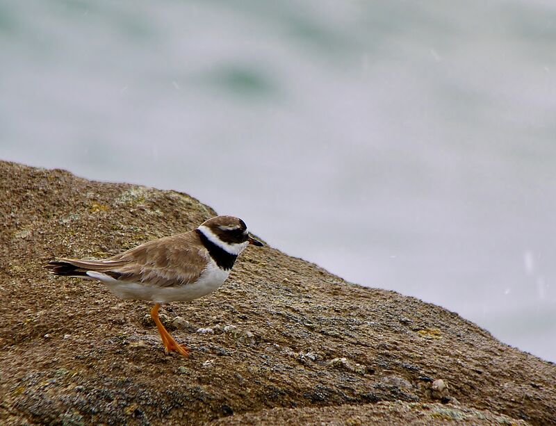 Common Ringed Plover male adult post breeding, identification