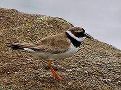 Common Ringed Plover