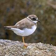 Common Ringed Plover